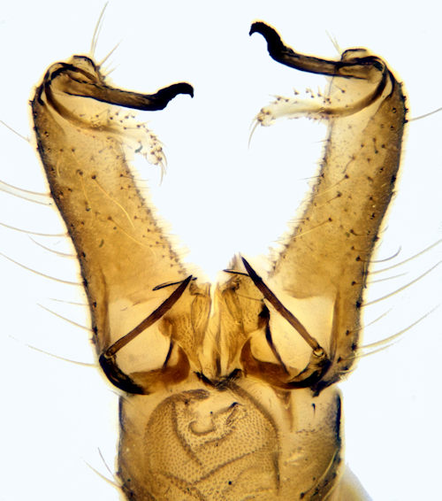 Neolimnophila carteri male dorsal