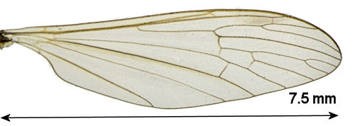 Neolimnophila carteri wing