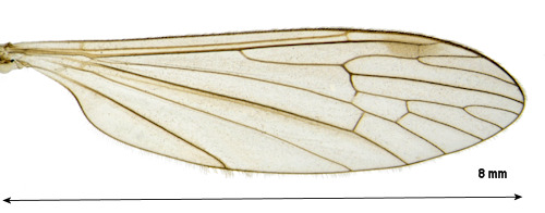 Neolimnophila placida wing