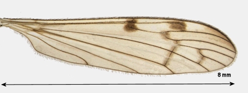 Neolimonia dumetorum wing