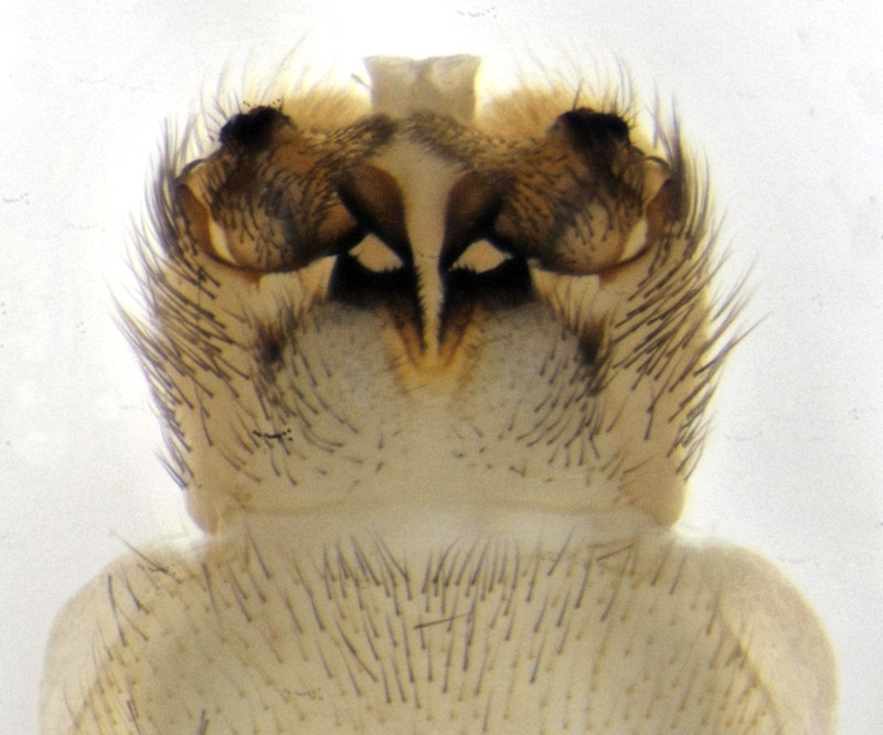 Nephrotoma aculeata male