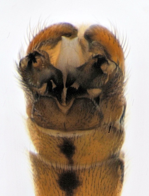 Nephrotoma aculeata male dorsal