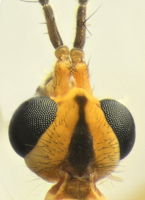 Nephrotoma aculeata male head