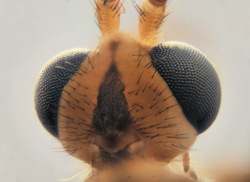 Nephrotoma aculeata male head