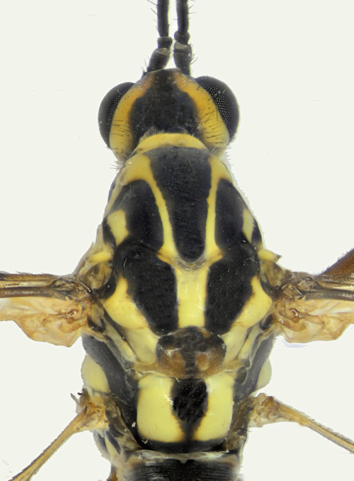 Nephrotoma appendiculata head