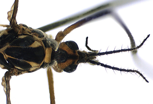 Nephrotoma appendiculata head