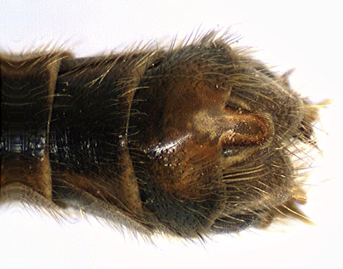 Nephrotoma appendiculata ventral