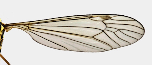 Nephrotoma appendiculata wing