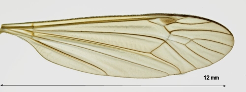 Nephrotoma flavescens wing