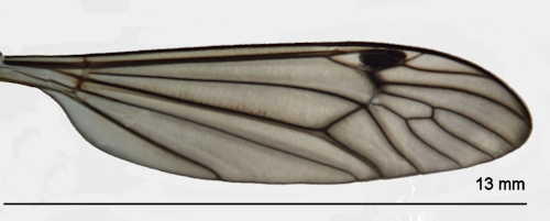 Nephrotoma pratensis wing