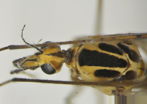 Nephrotoma quadristriata female head