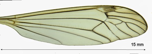 Nephrotoma quadristriata wing