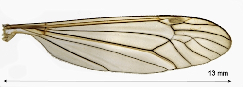 Nephrotoma scurra wing