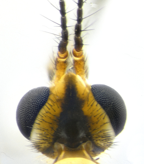 Nephrotoma tenuipes head
