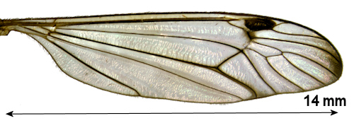 Nephrotoma tenuipes wing
