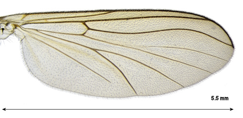 Neuratelianemoralis wing