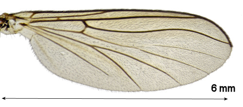 Neurateliasalmelai wing