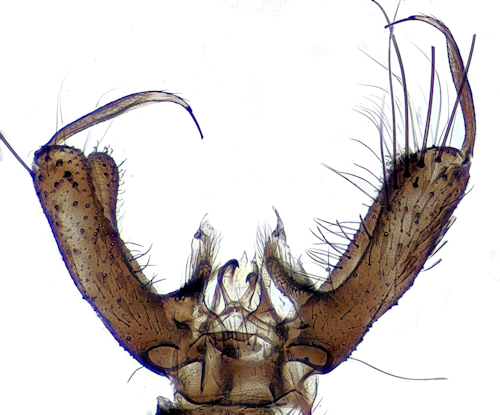 Ochlerotatus cantans