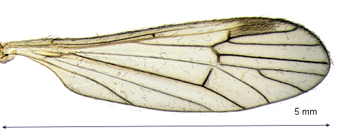 Ormosia affinis wing