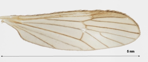 Ormosia clavata wing