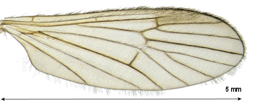 Ormosia depilata wing
