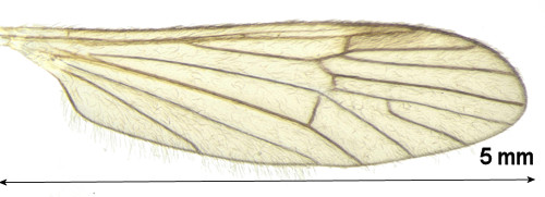 Ormosia hederae wing