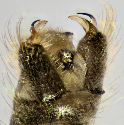 Ormosia lineata male ventral