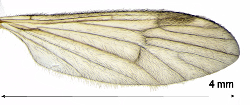 Ormosia lineata wing