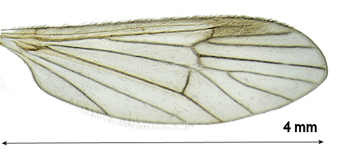Ormosia loxia wing