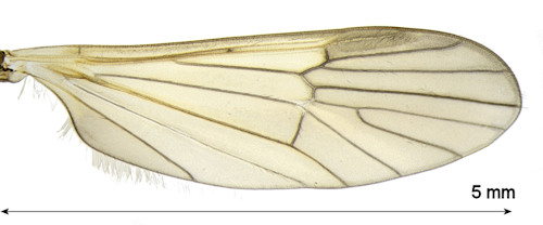 Ormosia nodulosa wing