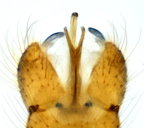 Ormosia pseudosimilis male dorsal
