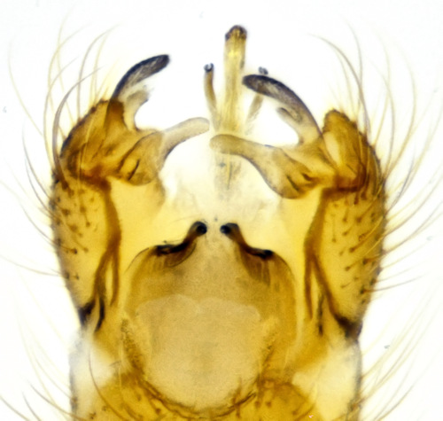Ormosia pseudosimilis male ventral
