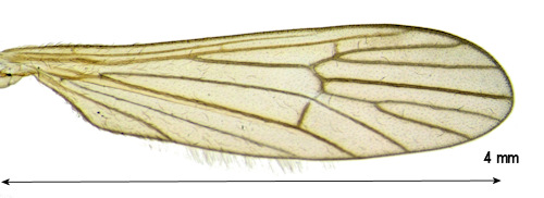 Ormosia pseudosimilis wing