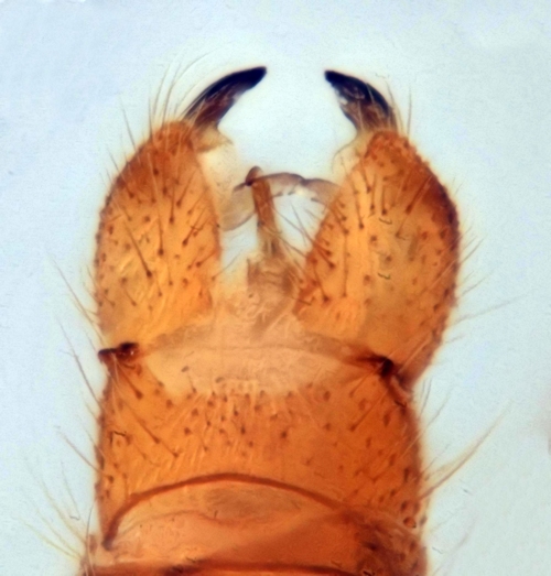 Ormosia ruficauda male dorsal