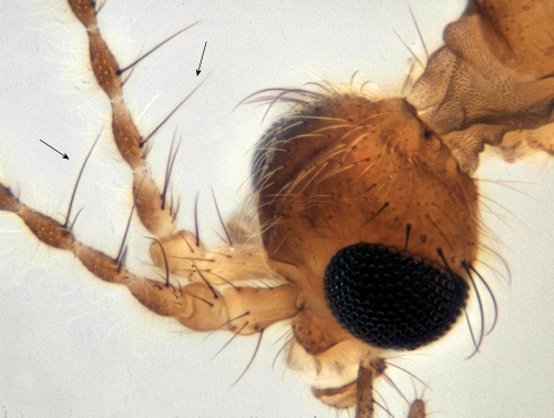 Ormosia ruficauda head