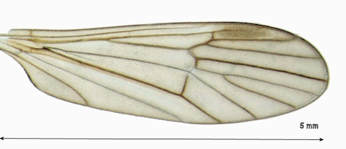 Ormosia ruficauda wing
