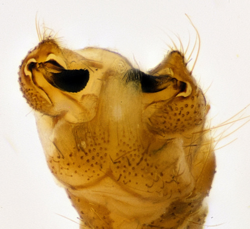 Ormosia staegeriana male ventral