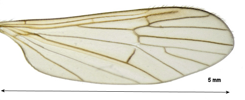 Ormosia staegeriana wing