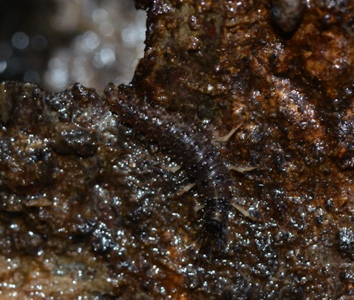 Osmylus fulvicephalus larva