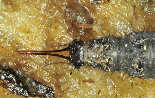 Osmylus fulvicephalus larva