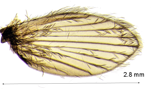 Panimerus intellegus wing