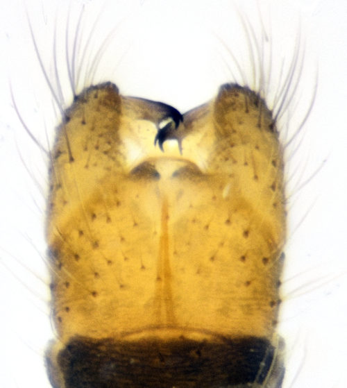 Paradelphomyia fuscula male ventral