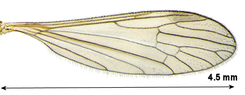 Paradelphomyia fuscula wing