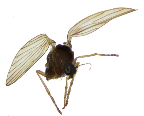 Pericoma albomaculata