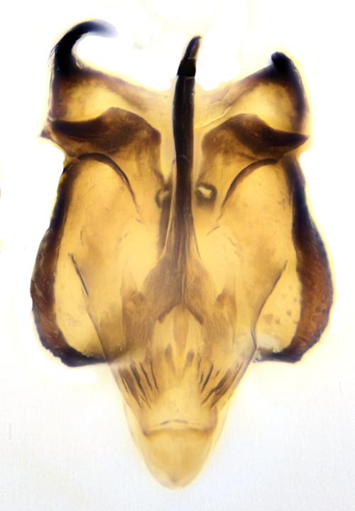 Pericoma albomaculata dorsal