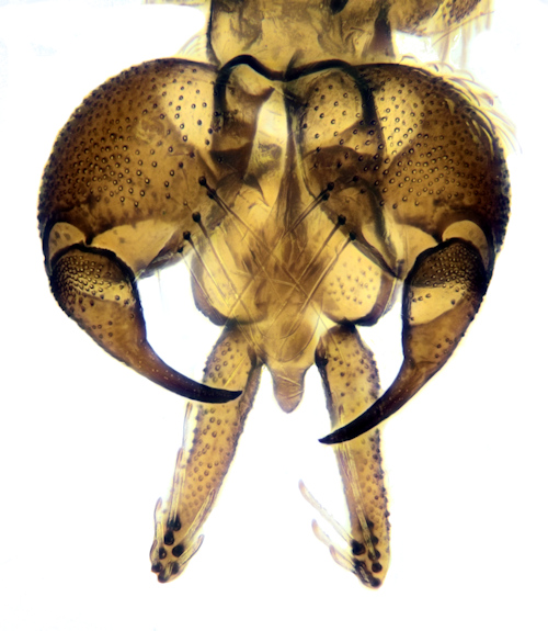 Pericoma albomaculata dorsal