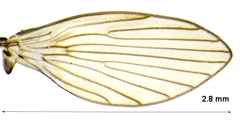 Pericoma albomaculata wing