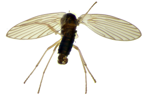 Pericoma nielseni