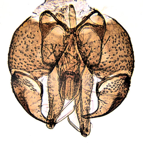 Pericoma nielseni dorsal