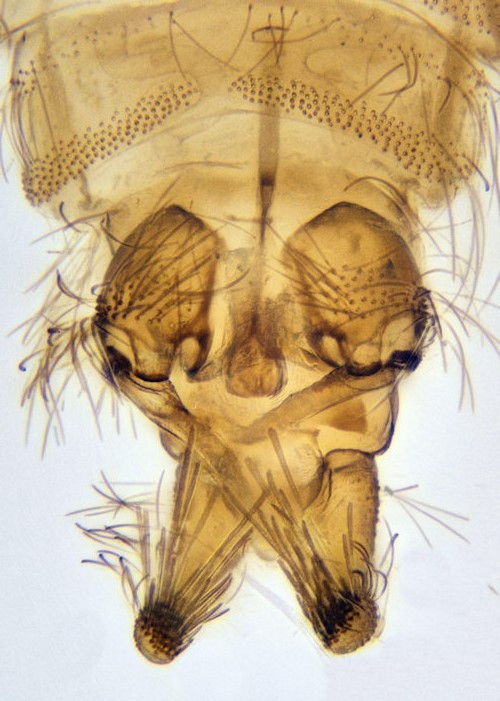 Peripsychoda auriculata dorsal